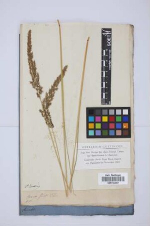 Arundo stricta Timm