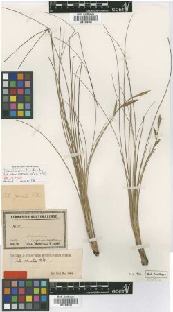 Tillandsia remota Wittm. [type]