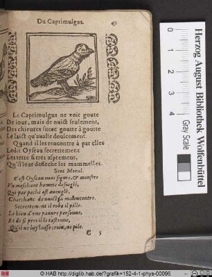 Du Caprimulgus.