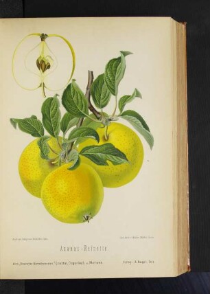 Ananas-Reinette.