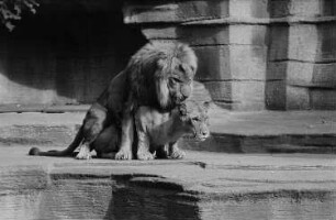 Löwen im Leipziger Zoo