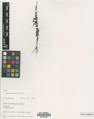 Nesaea aspera