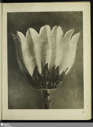 Campanula medium. Glockenblume in 5facher Vergrößerung