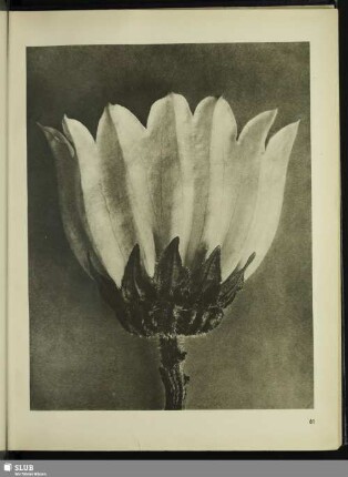 Campanula medium. Glockenblume in 5facher Vergrößerung