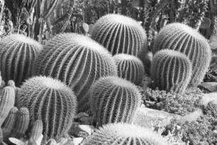 Kakteen im Gewächshaus des Botanischen Gartens