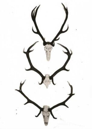 Rothirsch (Cervus elaphus). Geweihe (oben Revier Spechtshausen). Sächsische Jagdausstellung 1935