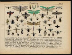 Tafel 35.: Insecten.