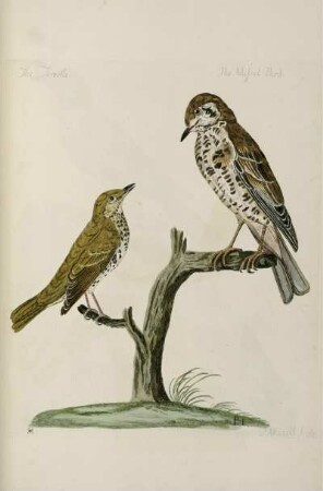 The Throstle. - The Missel Bird