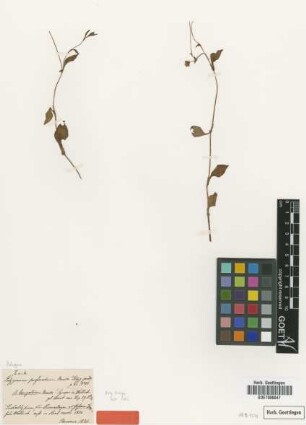 Polygonum perforatum Meisn. var. Meisn. laevigatum[type]