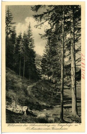 Schmiedeberg. Waldpartie bei Schmiedeberg