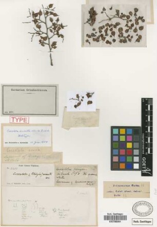 Coccoloba pungens Urb.