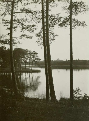 Moritzburg, Kiefernwald am Mittelteich