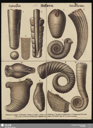 Tafel 21: Mollusca : Cephalopoda : Tetrabranchiata