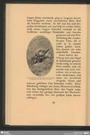 Grosser Brachvogel, Numenius arquatus, Linn., im Begriff, sich auf die Eier zu setzen