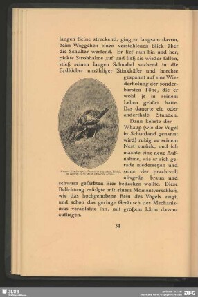 Grosser Brachvogel, Numenius arquatus, Linn., im Begriff, sich auf die Eier zu setzen