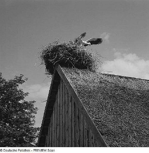 Reetdach mit Storchennest wohl im Nordwesten der Insel Rügen