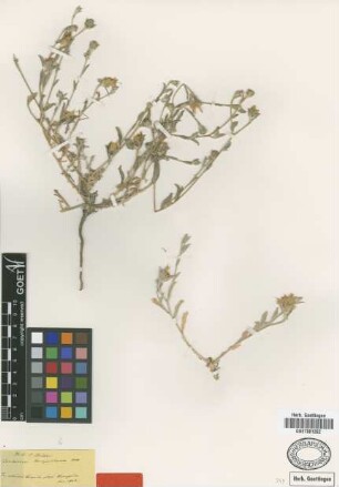 Centaurea hierapolitana Boiss. [type]