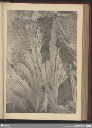 Eisblumen