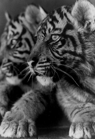 Hamburg-Stellingen. Tierpark Hagenbeck. Zwei junge Tiger. Die Pfoten verraten, dass sie noch jung sind.