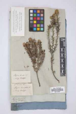 Phylica bicolor L.