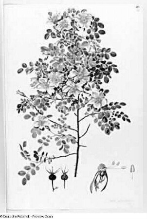 Rosa spinossima, Blatt 23 : Rosa spinossima, Blatt 23. Deckfarben, Feder. Aus: Plantae selectae vivis coloribus depictae. Band 10., erschienen 1850