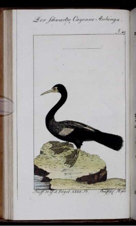 Der Schwartze Cayenne Anhinga.