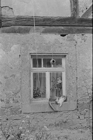 Höfgen. Akt-Pleinair 1979. Fenster eines Wohnhauses mit Katze