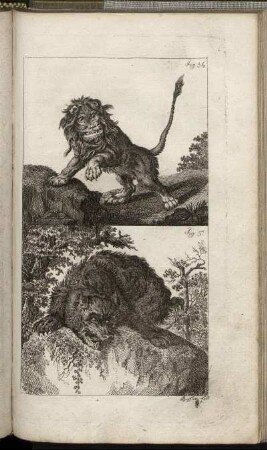 Fig. 36. - Fig. 37.