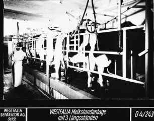 Westfalia Melkstandanlage mit drei Längsständen