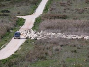 Schafherde im Tempelbezirk von Selinunt
