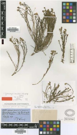 Gutierrezia gillesii Griseb. var. Griseb. scabriuscula[holotype]