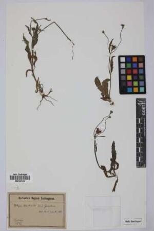 Tolpis barbata (L.) Gaertn.
