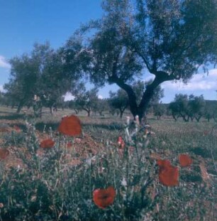 Peloponnes. Landschaft zwischen Githion und Sparta