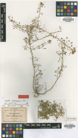 Cleomella longipes Torr.