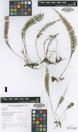 Melpomene personata Lehnert [paratype]