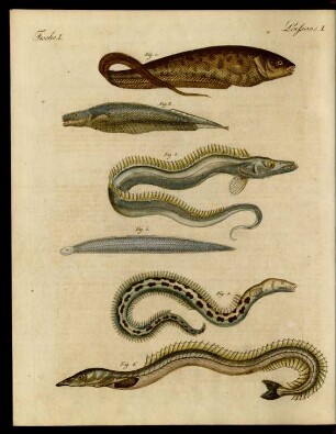 Fische.