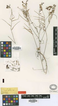 Astragalus gladiatus Boiss. [type]