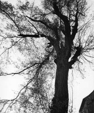 Bäume. Eisenach. Baum am Weg zur Wartburg