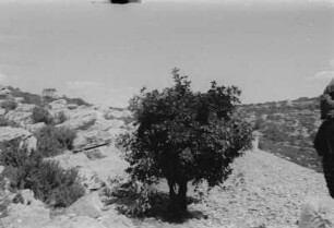 Landschaft : Landschaftsaufnahme aus Dalmatien.