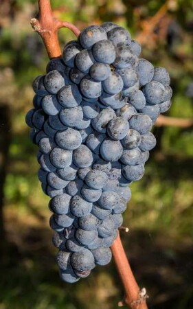 Frankreich. Nouvelle Aquitaine. Gironde. Weinrebe im Anbaugebiet Saint Emilion AOC.