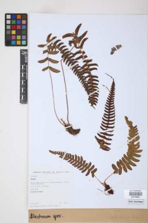 Blechnum