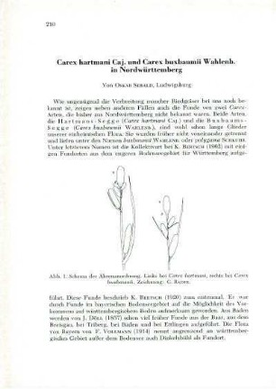 Carex hartmani Caj. und Carex buxbaumii Wahlenb. in Nordwürttemberg
