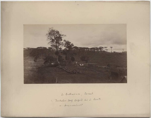 German village of Oxford near S. Bento with Acaucaria forest