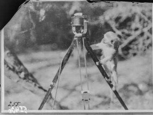 Meerkatze : Eine Meerkatze inspiziert ein Mikrofon