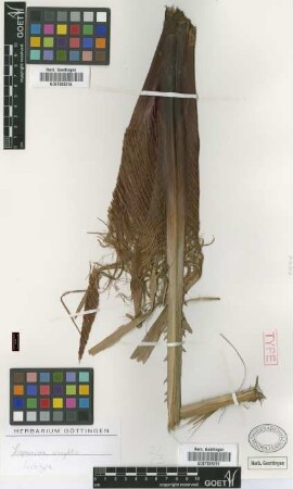 Copernicia wrightii Griseb. & H.Wendl.