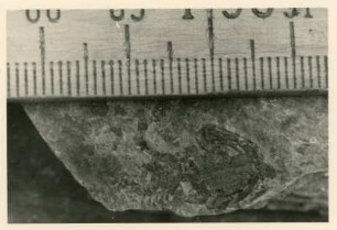 Bohrkern der Tiefenbohrung Freital (F 9), Teufe (Tiefe im Bergwerk) 249,50-254,70 m, 15 cm vor Krone. Niederhäslich-Schweinsdorf Formation. Oberes Kalkflöz; graue Kalkmergellage mit Kleinsaurier Melanerpeton gracile gracile; Gegendruck. Bannewitz-Boderitz, Bohrpunkt südlich des letzten Hauses, östlich der Straße zum Marienschacht