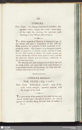 Lymnaea fusiformis. Tab. CLXIX. — Fig. 2 and 3