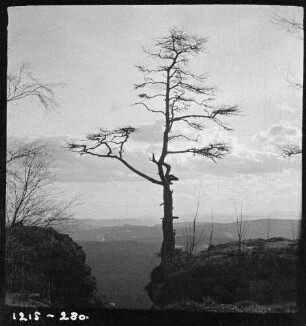 Landschaft mit totem Baum