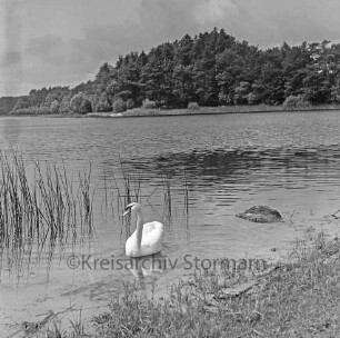 Mönchsteich: vorn Mitte Schwan "Alex": links Schilf: rechts Stein im Wasser: hinten Wald
