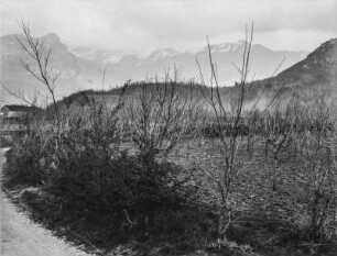 Bergpanorama : Blick auf eine Bergkette im Hintergrund, davor eine Pflanzung mit Bäumen